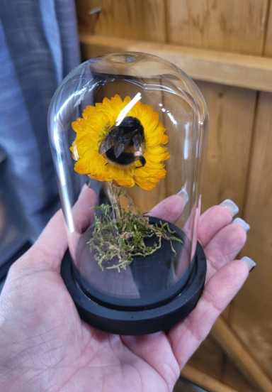 Small bumble bee dome    £28 